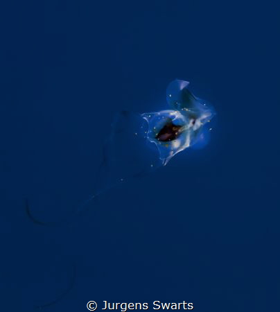 This is a sea butterfly!(Thecosomata) A pelagic sea snail... by Jurgens Swarts 