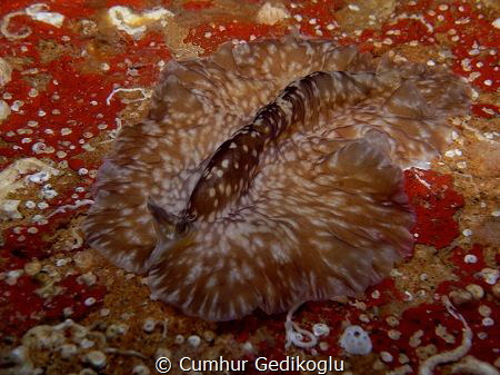 Pseudoceros maximus
FLATWORM by Cumhur Gedikoglu 