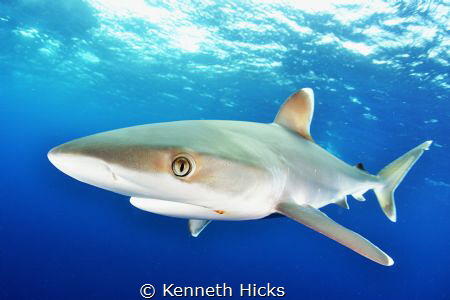 Silver Tip by Kenneth Hicks 