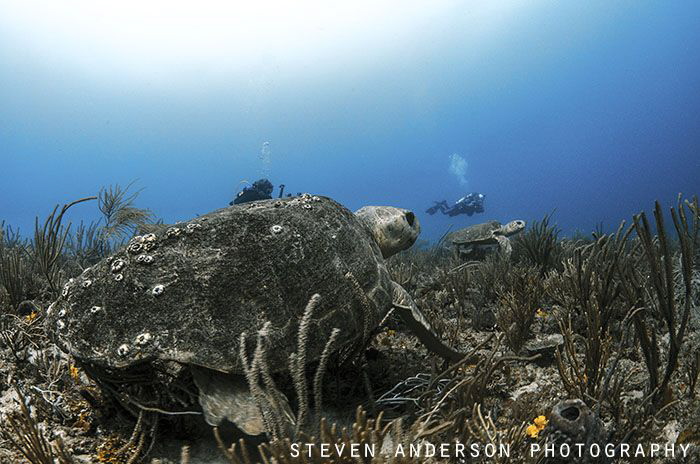 Turtles off to the races. These two turtles must have bee... by Steven Anderson 
