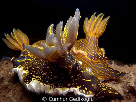 Hypselodoris elegans
GILLS TRIO by Cumhur Gedikoglu 