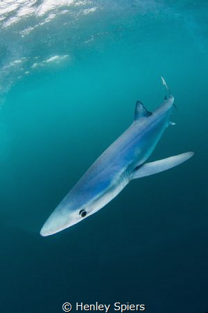 Cornish Blue by Henley Spiers 