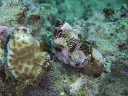 Where's the stone fish? Can u find him? by Andrew Page 