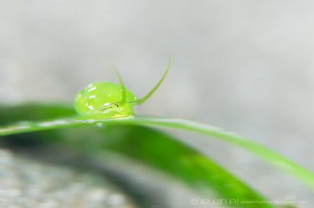 S O F T 
Smaragdia viridis
East Lombok, Indonesia. by Irwin Ang 