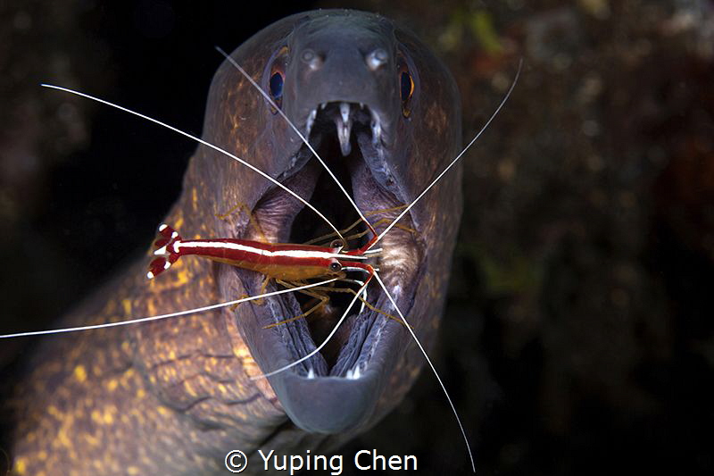 Dangerous Duty/Tulamben, Indonesia/Canon 5D MarkIII, 100m... by Yuping Chen 