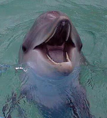 What a smile! by Steven Anderson 