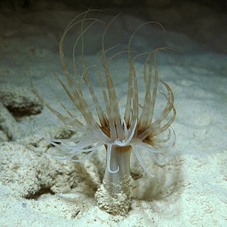 Tube Dwelling Anemone - SLR, TTL Strobe by Laszlo Ilyes 