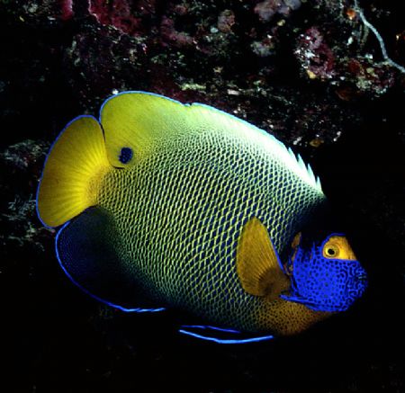 YELLOW MASK ANGEL Anothe in my 'Fish Portraits from Aroun... by Rick Tegeler 