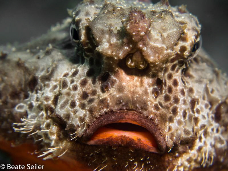 Sad fish face, taken at Blue Heron Bridge by Beate Seiler 