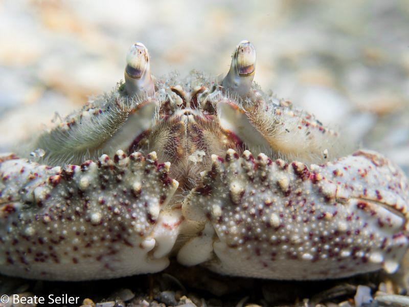 Boxcrab , taken at Blue Heron Bridge by Beate Seiler 