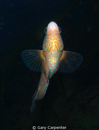 Looking up, Corkwing wrasse (Symphodus melops) by Gary Carpenter 