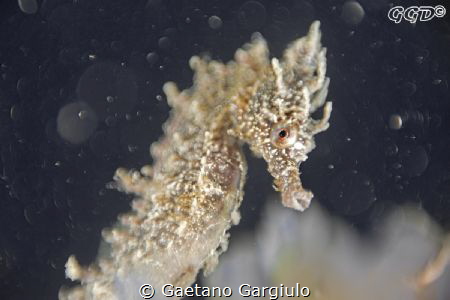 "Bellicapelli" :-)
Another pic taken with the modified Z... by Gaetano Gargiulo 