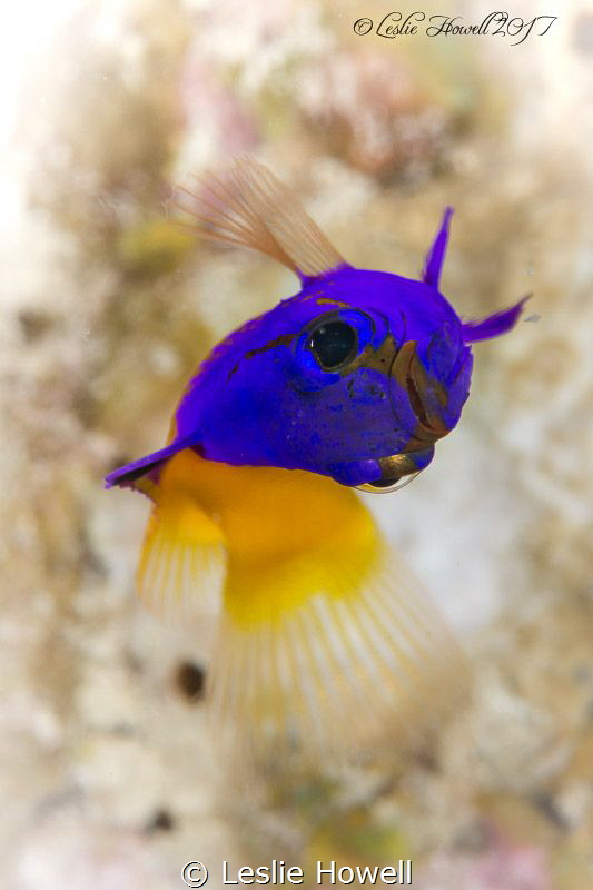 Fairy Basslet at Sunset House in Grand Cayman by Leslie Howell 