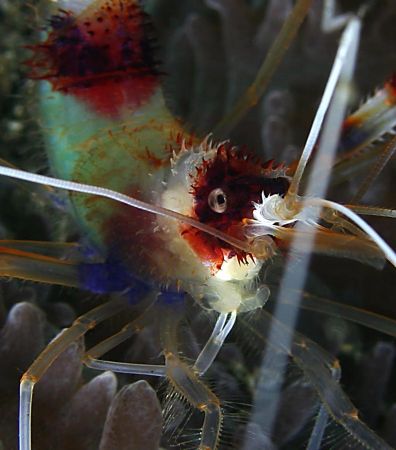 Coral banded shrimp detail - Canon 10D. Stuck my hand out... by John M Akar 