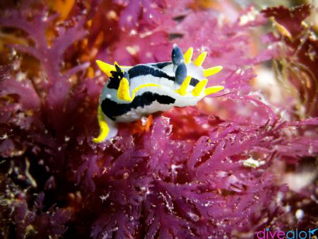 Crowned Nudibranch on Pink Seaweed by Matthew Botha 