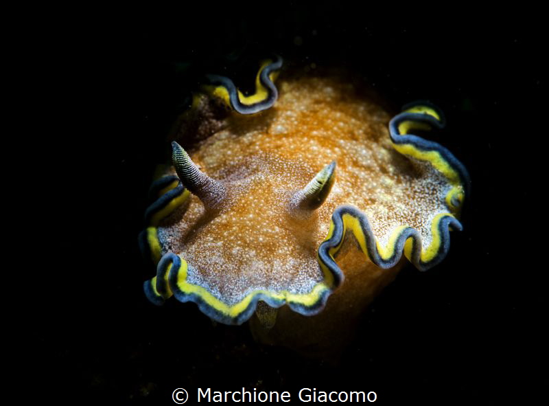 Lembeh strait . Chromodorididae
Nikon D800E , 105 macro ... by Marchione Giacomo 