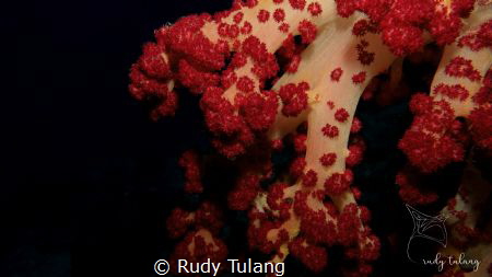 soft & red by Rudy Tulang 