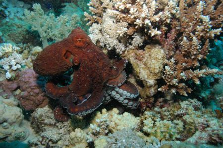 This was taken last week (June 2006) at Marsa Alam. The g... by Barny Shergold 