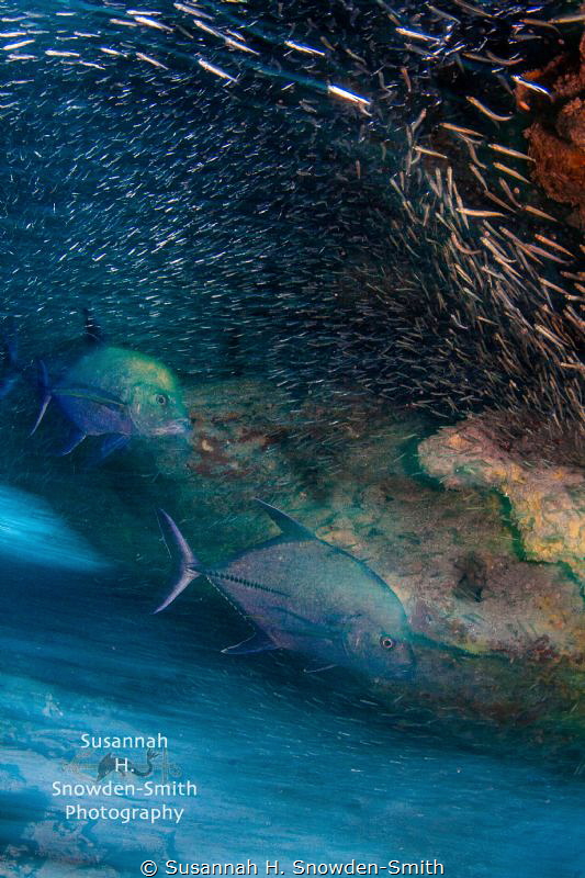 "Chase or Evade"
Jacks chase silversides as they blur in... by Susannah H. Snowden-Smith 
