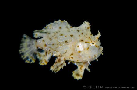 F L Y I N G
 Sargassum frogfish (Histrio histrio) 
Tula... by Irwin Ang 