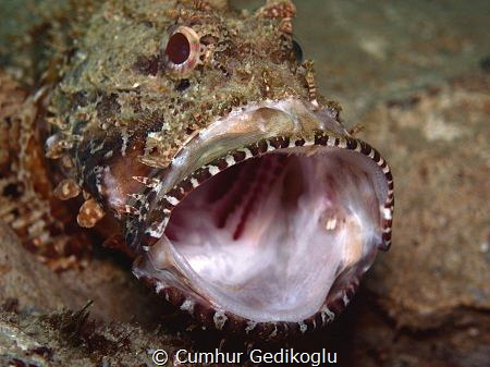 Scorpaena scrofa
YAWNING by Cumhur Gedikoglu 
