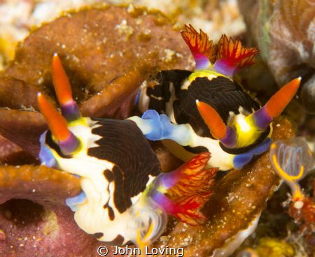 mating nudis by John Loving 