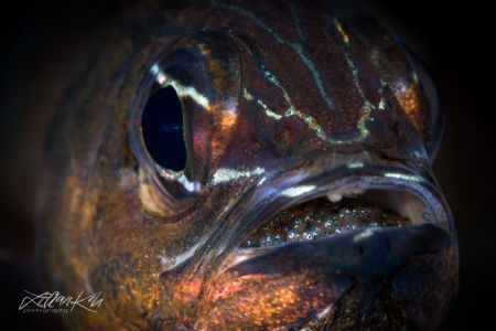B R O O D
Cardinalfishh with eggs by Lilian Koh 