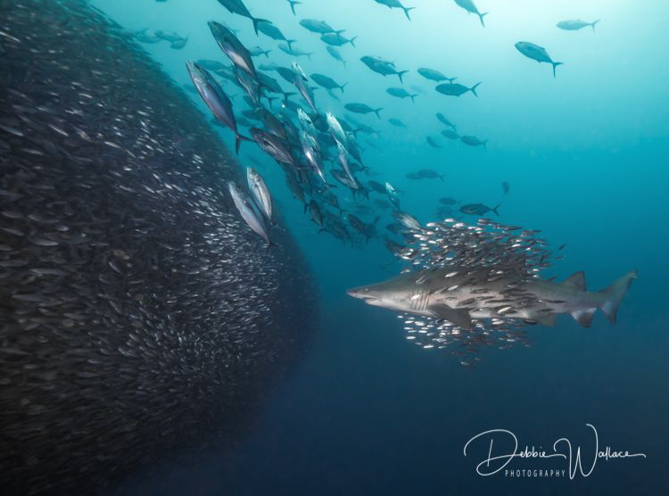 "Schools of schools" - this is a beautiful female sand ti... by Debbie Wallace 