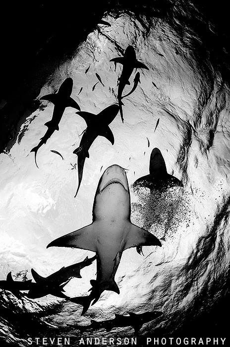 Views  from the bottom looking up at the surface always g... by Steven Anderson 
