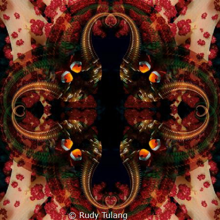 clownfish hiding at softcoral by Rudy Tulang 