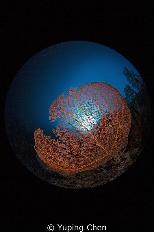 Red & Blue/Wakatobi,Indonesia, Canon 5D MarkIII, 8-15mm f... by Yuping Chen 