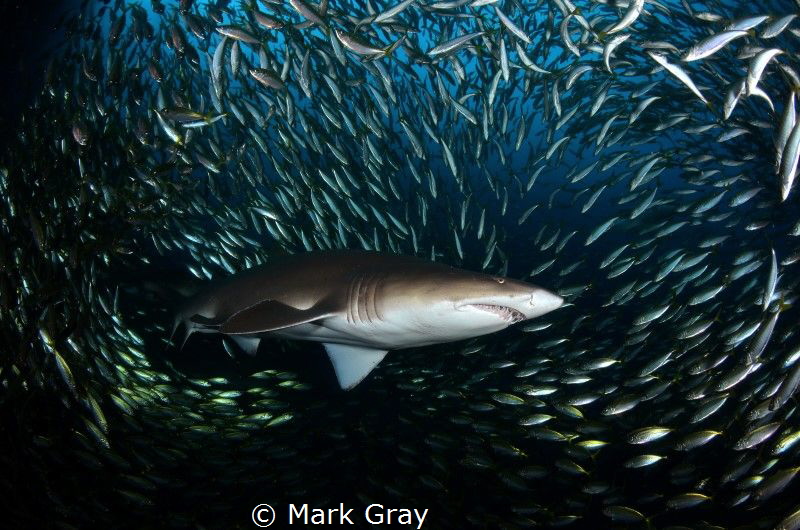 Grey Nurse with Yellowtail baitfish by Mark Gray 