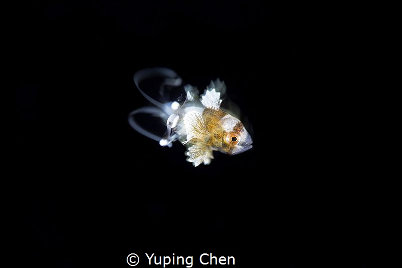 Just a Little Fish/Sweetlips(Juvenile)//Lembeh strait,Ind... by Yuping Chen 