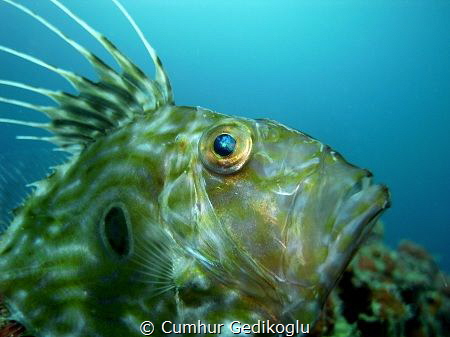 Zeus Faber
John Dory is lonely dream by Cumhur Gedikoglu 