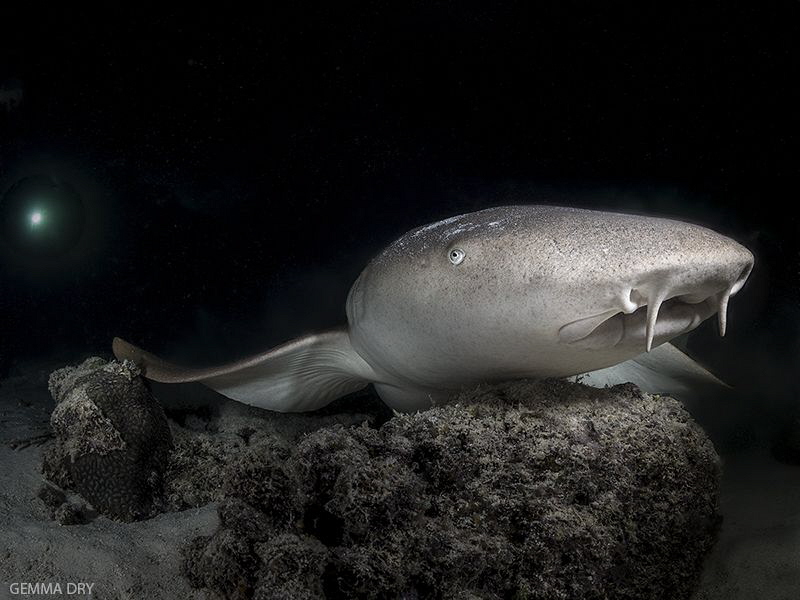 Amazing night dive with nurse sharks in the Maldives!  On... by Gemma Dry 