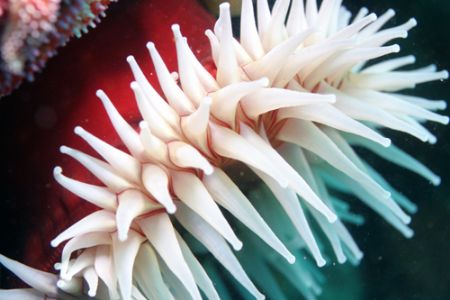 Sea anemone, Monterey Bay, California. by Ting Tsui 