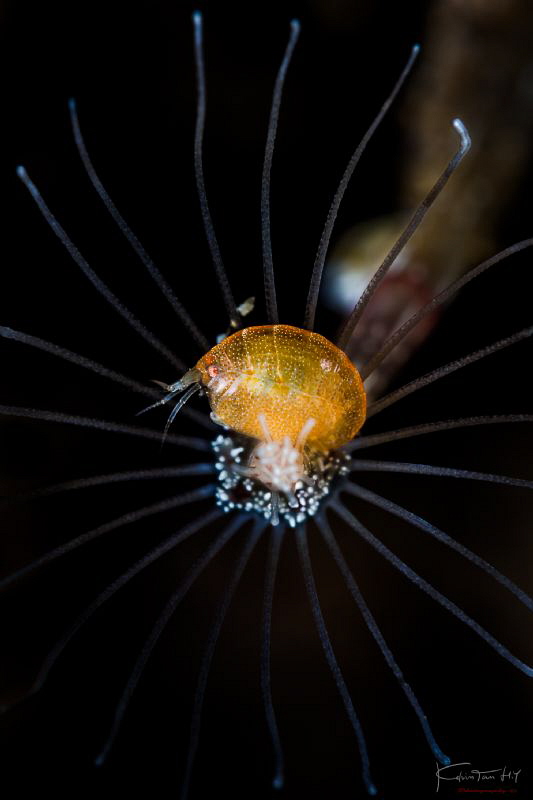 Orange amphipod by Kelvin H.y. Tan 