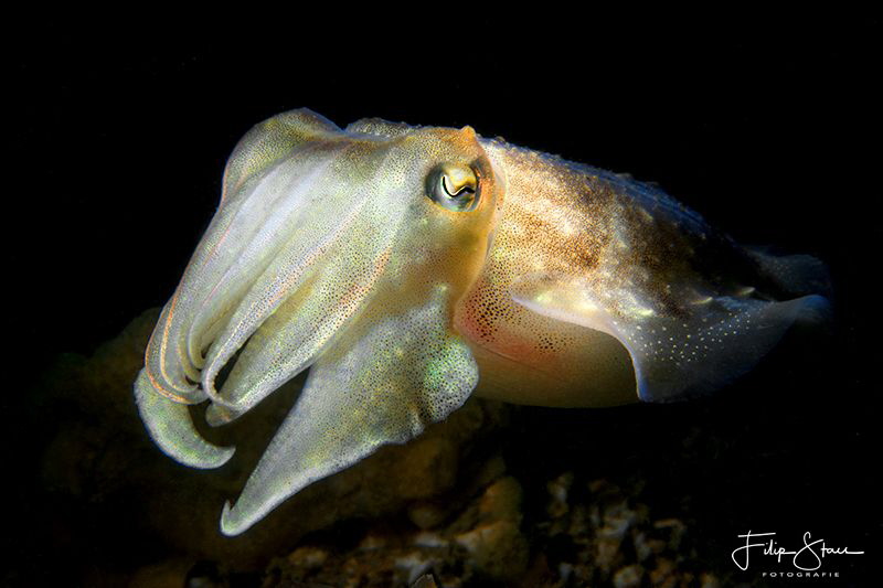 Juvenile cuttlefish, Zeeland, The Netherlands. by Filip Staes 