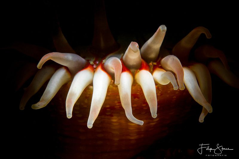 Dahlia anemone (Urticina felina), Zeeland, The Netherlands. by Filip Staes 