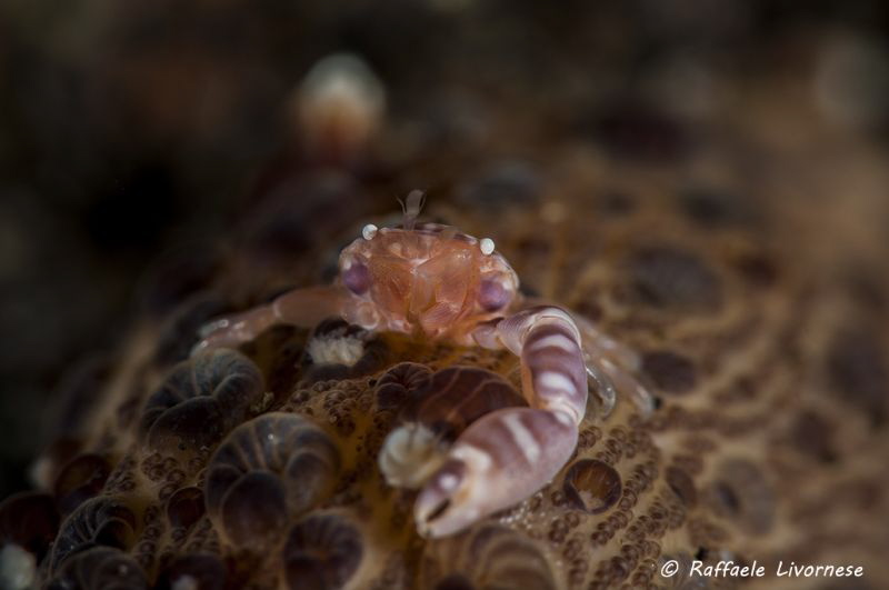 porcellain crab on anemone by Raffaele Livornese 