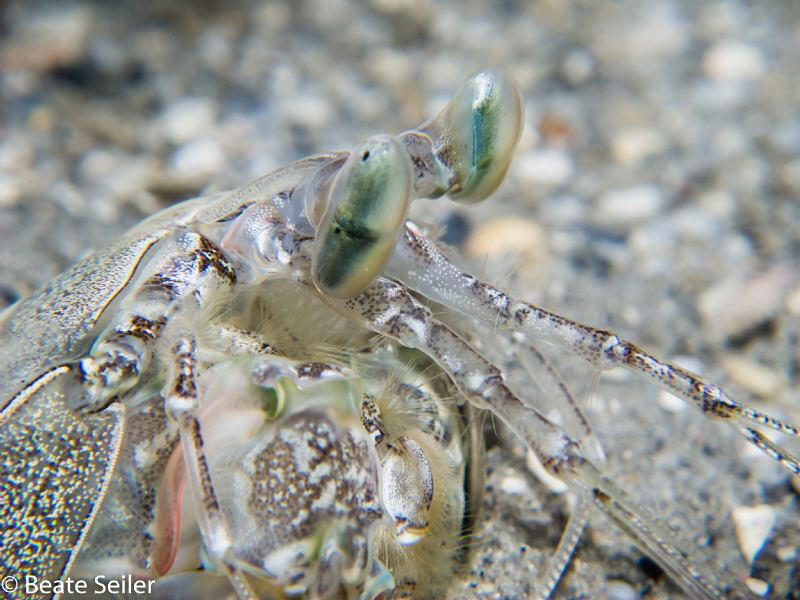 Manti Shrimp at Blue Heron Bridge by Beate Seiler 