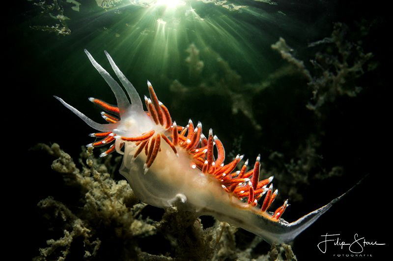 Slender eolis(Flabellina gracilis), double exposure insid... by Filip Staes 