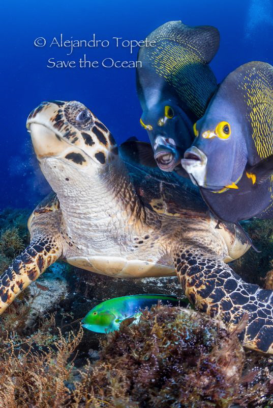 Four in a Row, Cozumel México by Alejandro Topete 