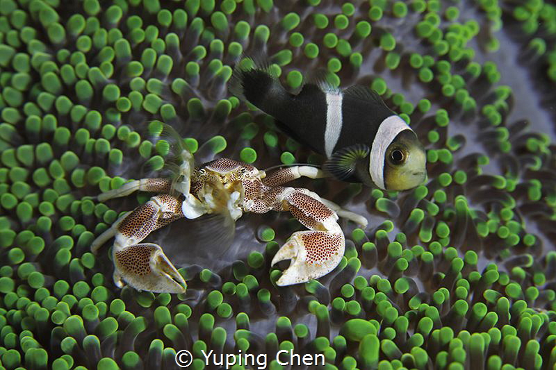 My Roommate//Lembeh strait,Indonesia, Canon 5D MarkIV, 10... by Yuping Chen 