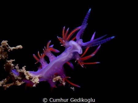 Flabellina affinis
VIOLET BEAUTY by Cumhur Gedikoglu 