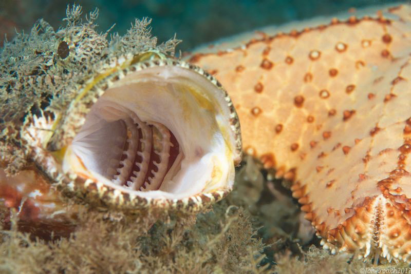 Bumpy and Thorny by John Roach 