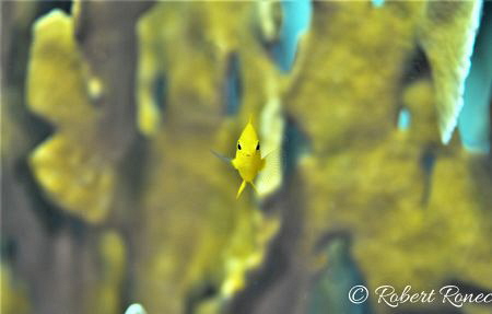 Look at me :-) by Robert Ronec 