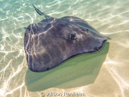 Grand Cayman by Alison Ranheim 