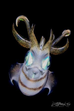 N I G H T S T A L K E R
Squid 
(Sepioteuthis lessoniana) by Lilian Koh 