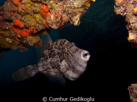 Balistes capriscus
Curious,Jealous and Crazey by Cumhur Gedikoglu 